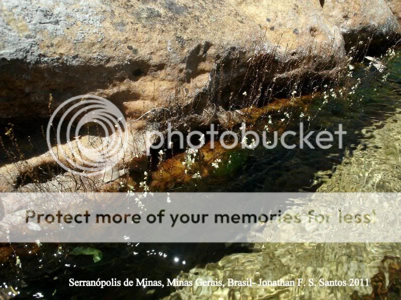 Utricularia neottioides photos